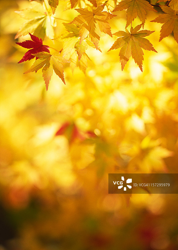 秋天的黄叶图片素材