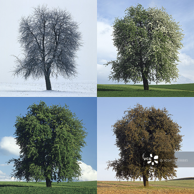 四季梨树(图片大小XXL)图片素材