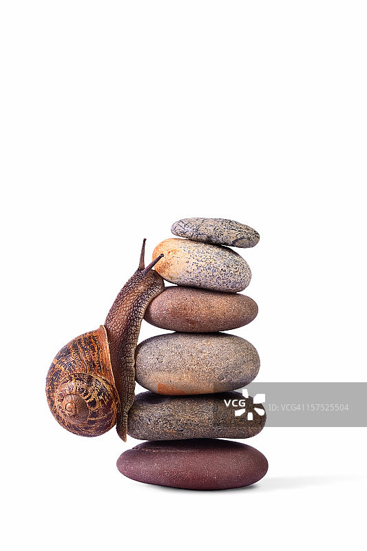 蜗牛爬在堆积的卵石上图片素材