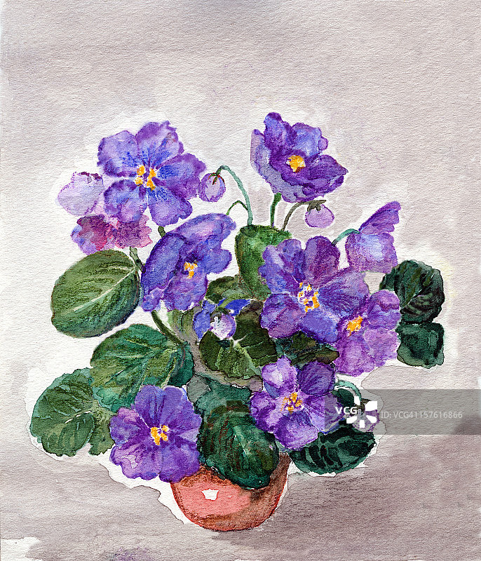 水彩画非洲紫罗兰花在一个壶图片素材