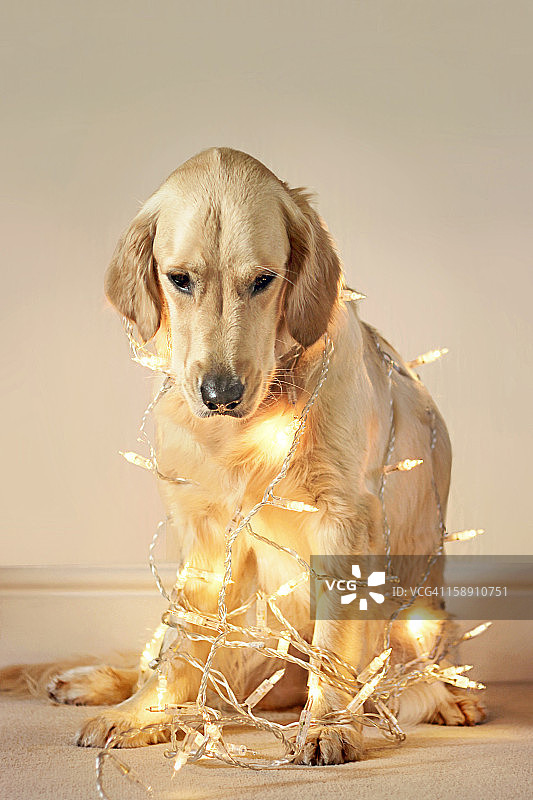 被圣诞彩灯包裹的狗图片素材