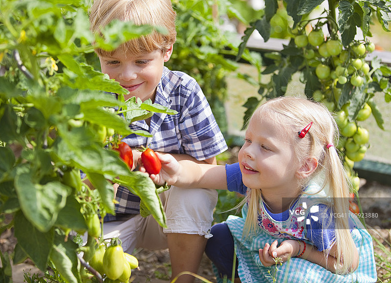 德国，巴伐利亚，男孩和女孩在花园里摘西红柿图片素材