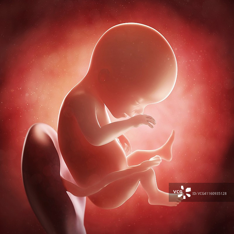 19周胎儿，图片图片素材