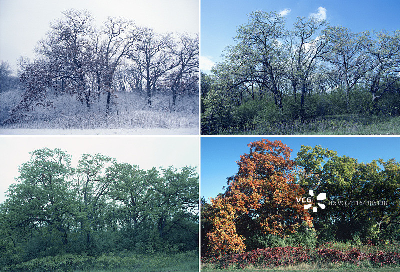 四季的橡树和漆树图片素材