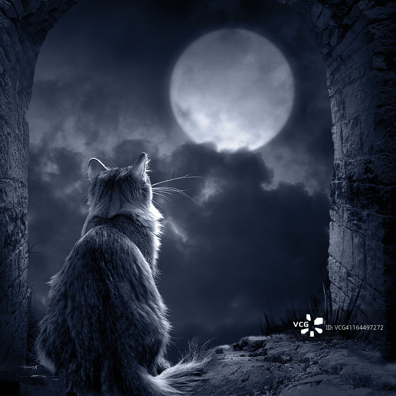 月光下一只猫的剪影图片素材