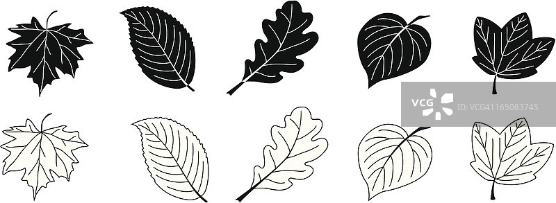 黑色和白色的叶子图片素材