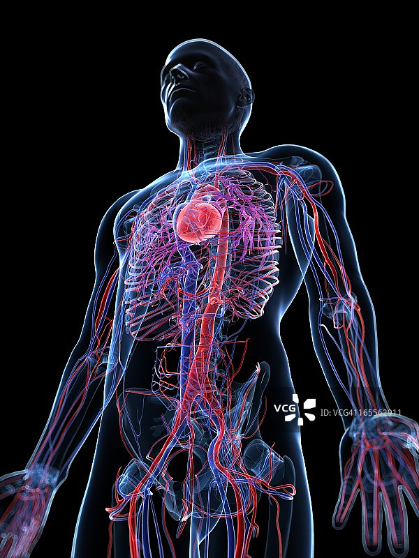 男性心血管系统，艺术品图片素材