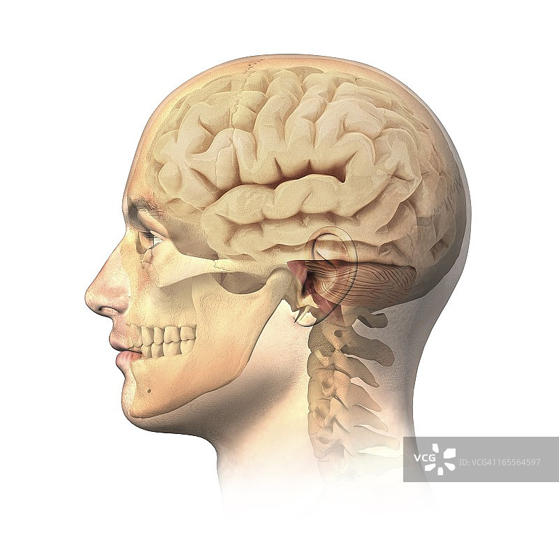 人体头部解剖，艺术品图片素材