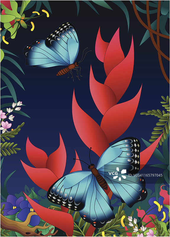 丛林里的大闪蝶和螺旋藻图片素材