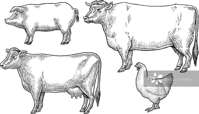 家畜-家养的农场动物图片素材