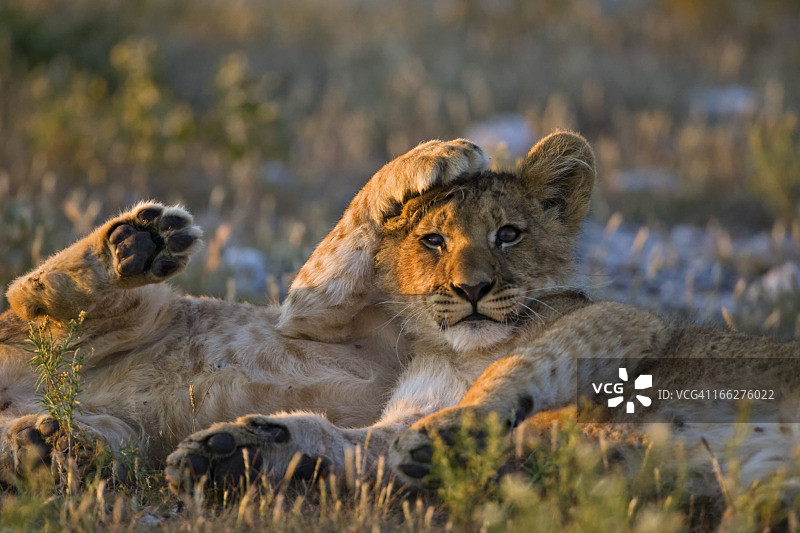 非洲，博茨瓦纳，两只小狮子(狮子豹)图片素材