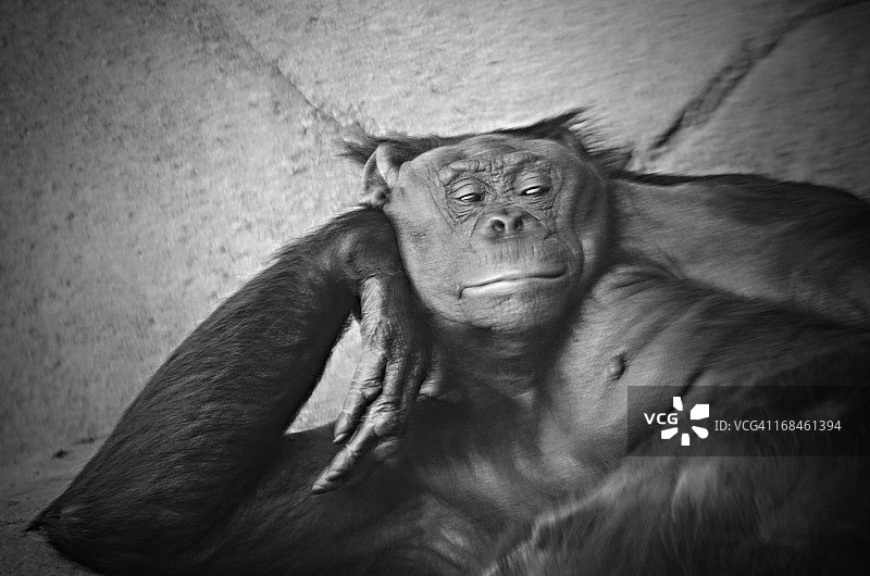 倭黑猩猩或侏儒黑猩猩图片素材