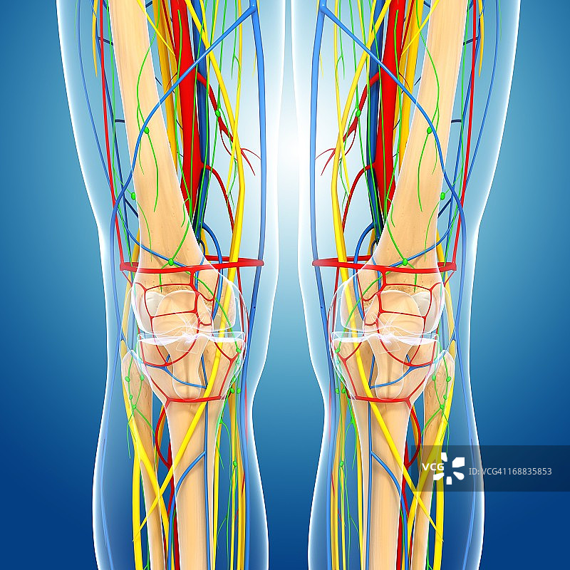膝盖解剖学,艺术品图片素材
