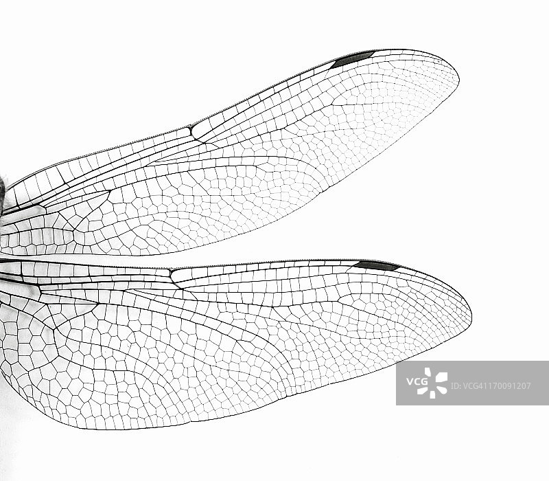 宏蜻蜓的翅膀图片素材