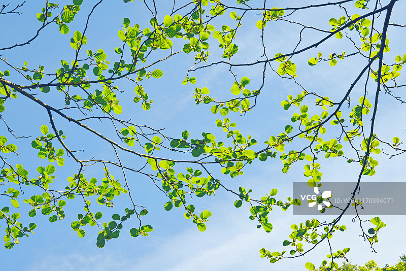 透过阳光照耀的榛树叶图片素材