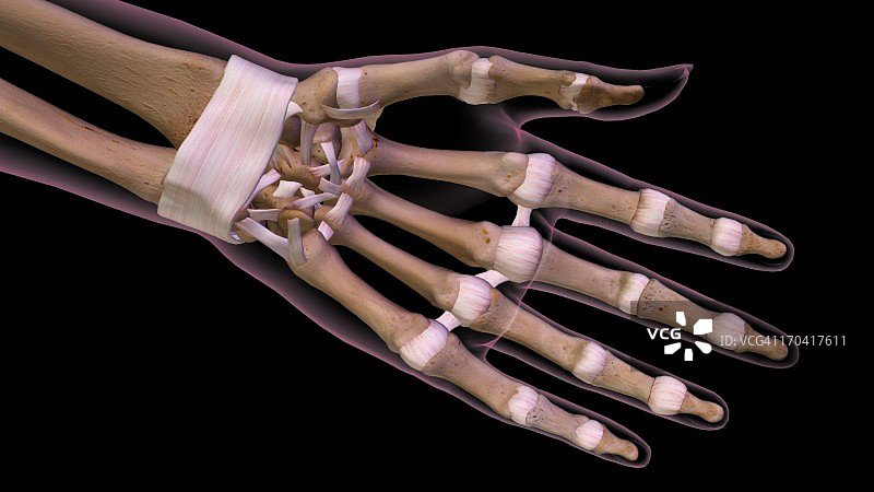 女性手掌和手腕，前视图。近，详细的解剖，全彩色3D插图上的黑色背景图片素材
