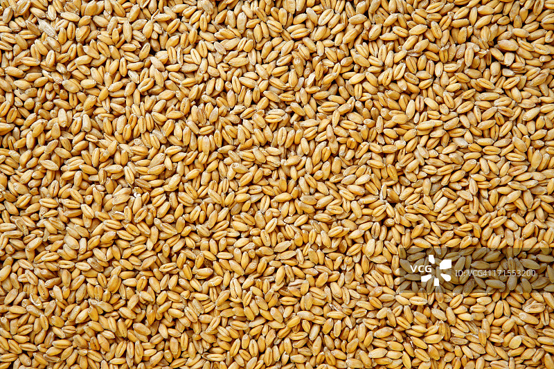 小麦浆果背景。图片素材
