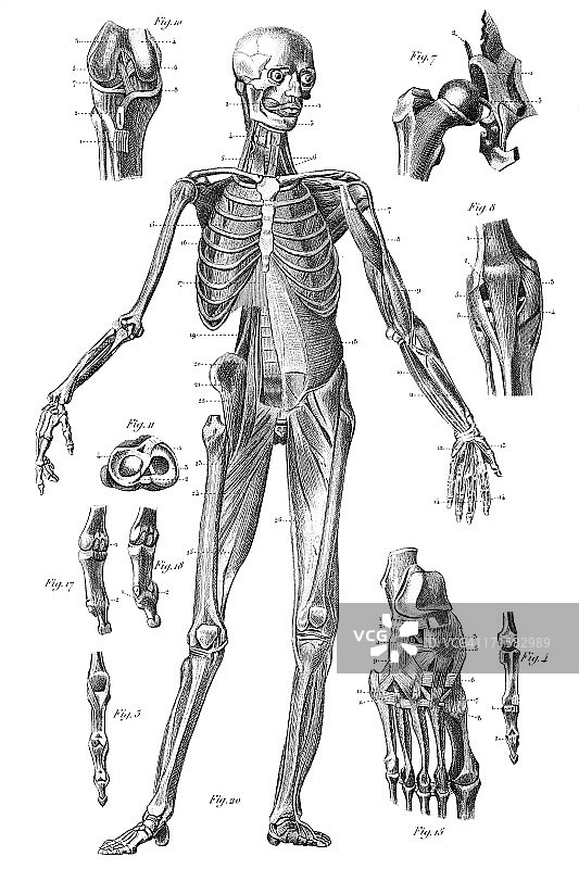 雕刻人体骨骼1851年图片素材