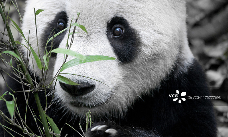 熊猫拿着竹图片素材