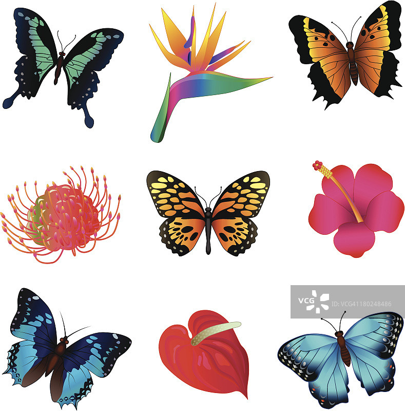 热带蝴蝶和花卉图片素材
