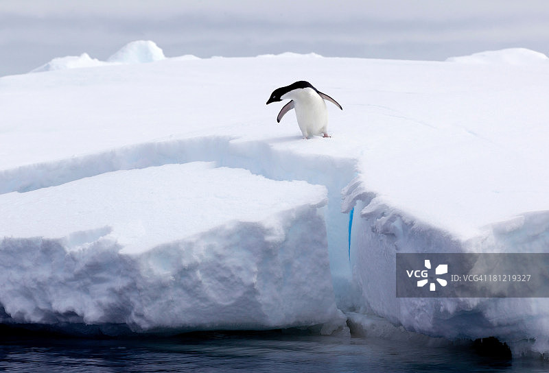 阿德利企鹅站在冰山上，南极东部南极以北180英里处的南大洋浮冰上图片素材