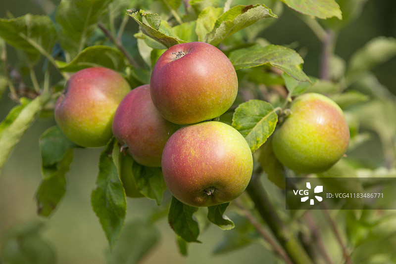 红温莎苹果，成熟的水果，英国诺福克图片素材