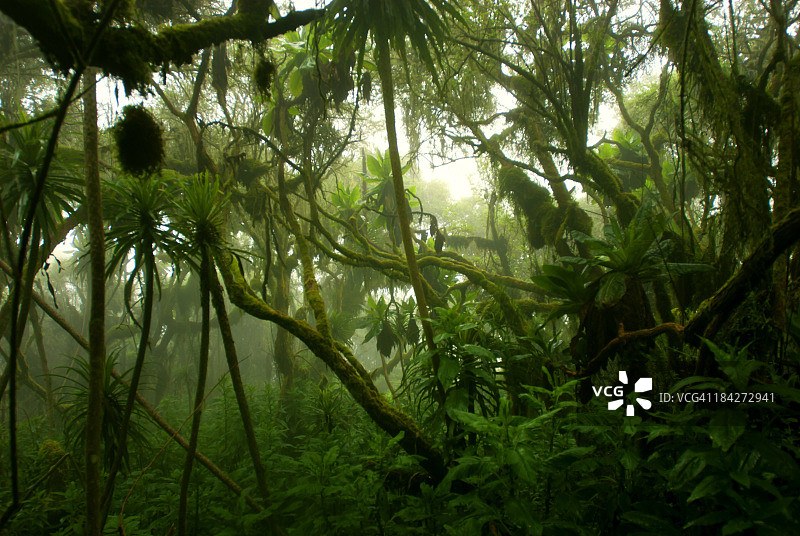 非洲中部，热带密云森林，被雾覆盖图片素材