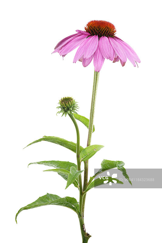 孤立于白色上的紫色松果花(紫锥菊)图片素材