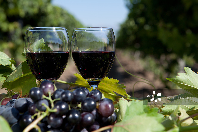 黑葡萄和葡萄酒图片素材