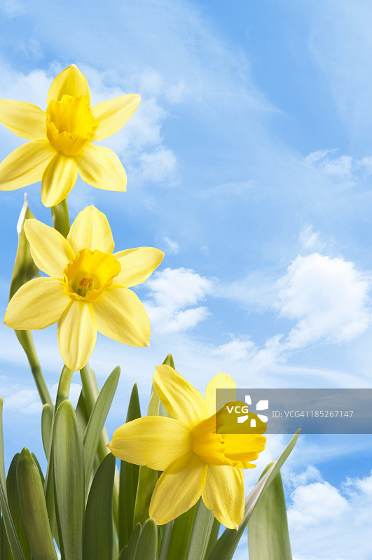 鲜黄色的春天水仙花映衬着蔚蓝的天空图片素材