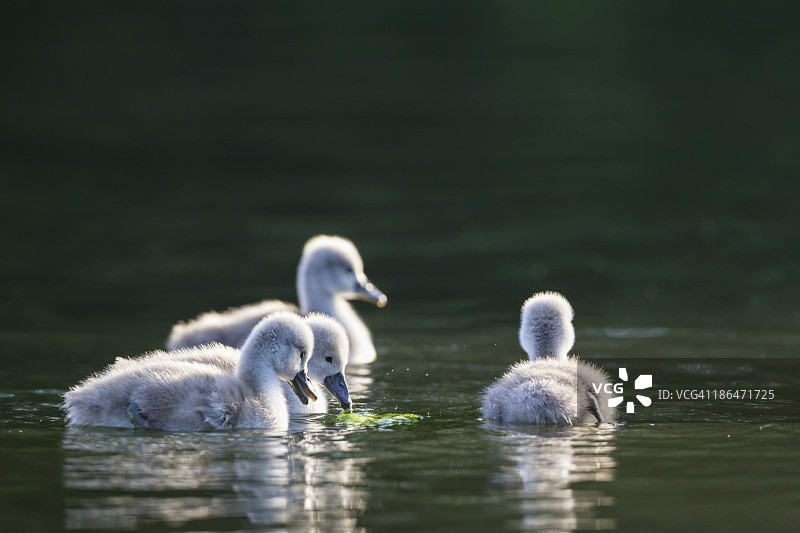 欧洲，德国，巴伐利亚，天鹅幼崽在水里游泳图片素材