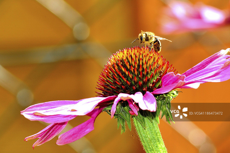 德国，黑塞，温费尔登，紫色松果花上的蜜蜂，近处图片素材