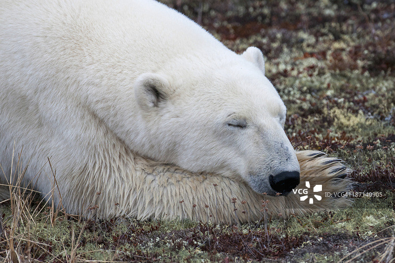 一只正在睡觉的北极熊图片素材