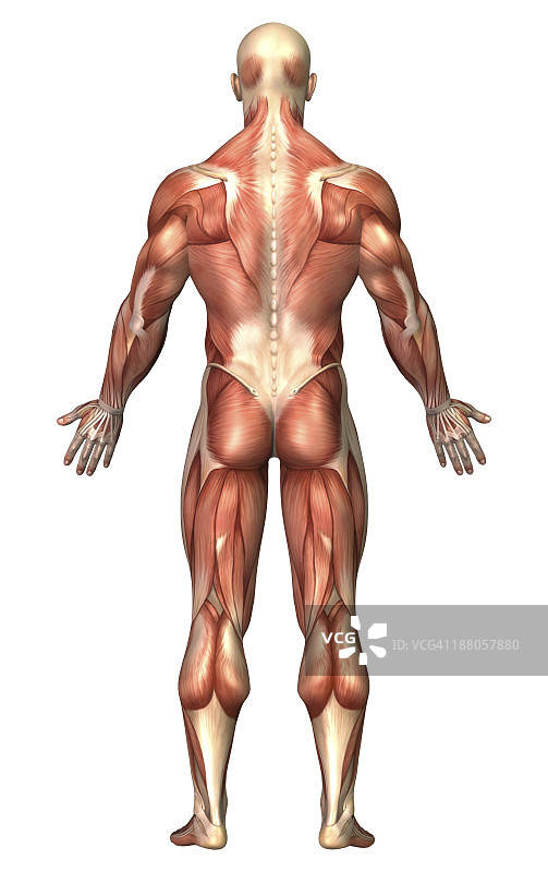 男性肌肉系统解剖，后视图。图片素材