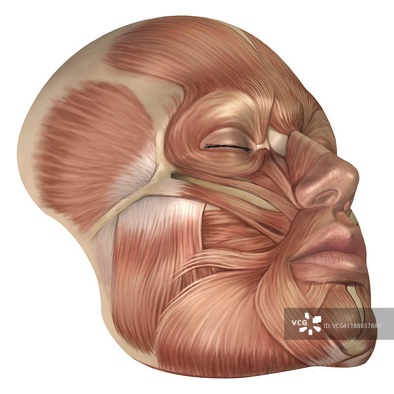 人体面部肌肉的解剖。图片素材