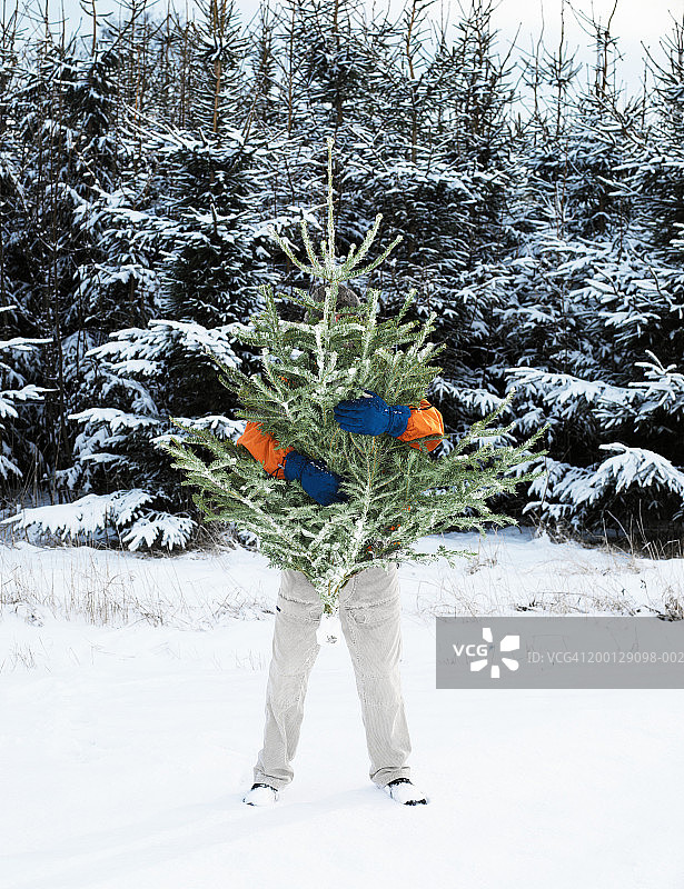 在森林里，一个人用上身抱着圣诞树图片素材
