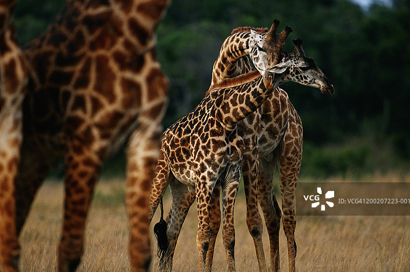 两只长颈鹿幼崽在玩耍，肯尼亚N.R马赛马拉图片素材