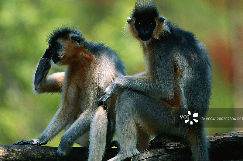 两顶叶猴(长毛叶猴)坐着观看，圈养，印度图片素材