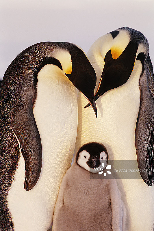 南极洲，两只帝企鹅(Aptenodytes forsteri)和孩子图片素材