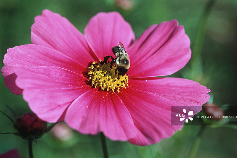 蜜蜂(Apis mellifera)在粉红色的花上，特写图片素材