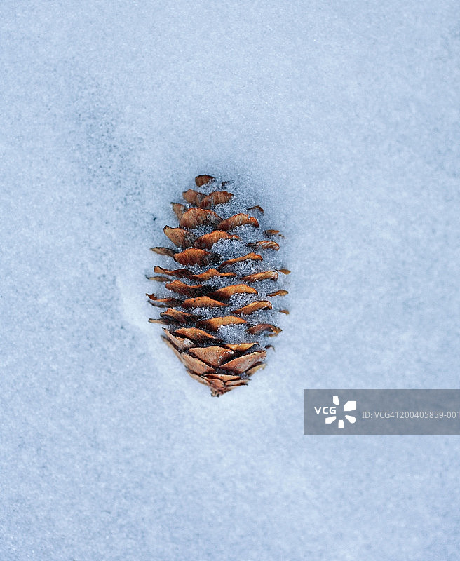 松果在雪中，冬天图片素材