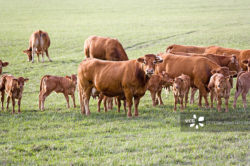 法国，奶牛在田野里图片素材
