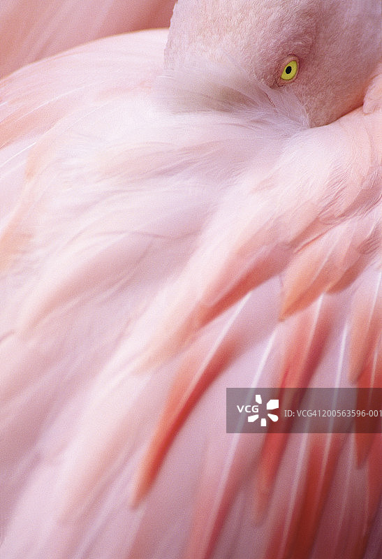 智利火烈鸟的头塞进羽毛，特写图片素材