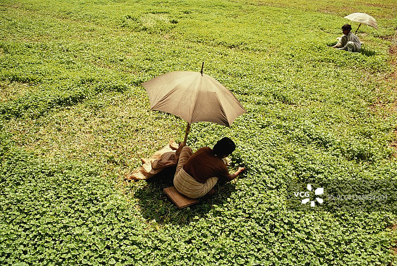 斯里兰卡，工人在水田里图片素材