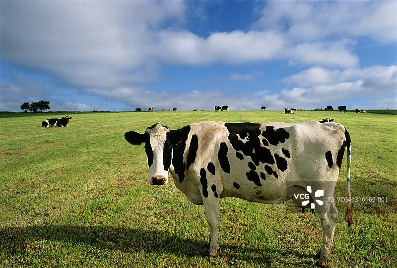 奶牛站在田野里图片素材