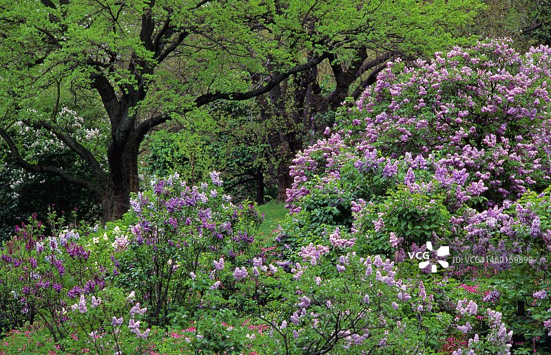 阿诺德植物园的丁香图片素材
