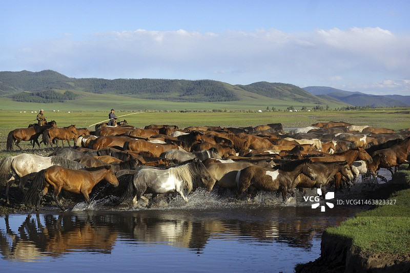 游牧的蒙古马倌赶着牛群过河图片素材