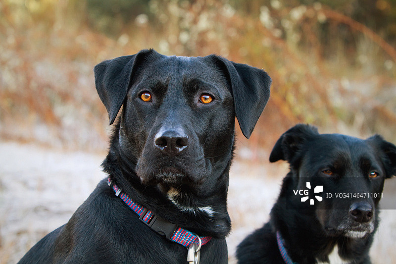 在一个寒冷的早晨，两只黑狗坐在约塞米蒂国家公园附近图片素材