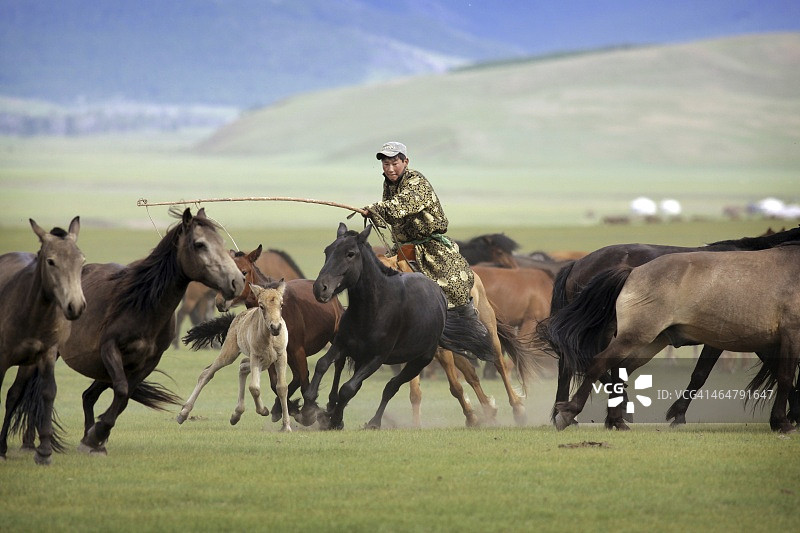 追逐蒙古小马驹的蒙古骑兵图片素材
