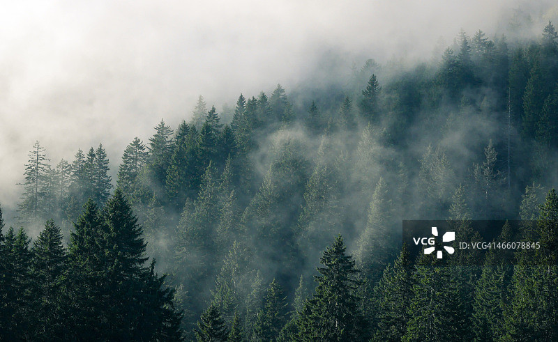 高山冷杉林中的雾图片素材